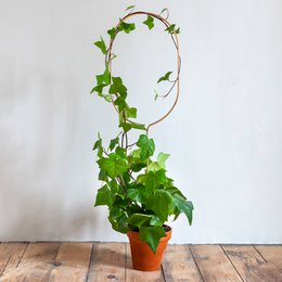 Tall, arched golden plant stake with lush green ivy-like vines and leaves in an orange pot.