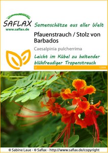 Pfauenstrauch / Stolz von Barbados