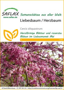 Liebesbaum / Herzbaum