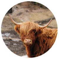 Muurcirkel highlander bruin