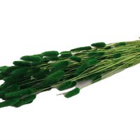 Lagurus groen - 60 cm - Droogbloemen - Hazenstaartje
