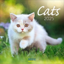 A white kitten with bright eyes sitting on green grass. This 2025 wall calendar features adorable cat images throughout the year.