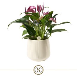  A vibrant flowering plant with large pink blooms and lush green foliage, perfect for adding a touch of nature to any indoor space.