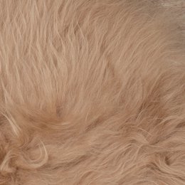 WOOOL Fåreskind - Islandsk Beige