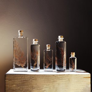 L'Herbarium - ondergedoken plant Blush Snowflake Fern