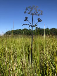 Poppy's & Hogweed - Objeto Corten