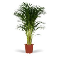 Dypsis Lutescens - Areca Palm - Ø24cm - ↕120cm