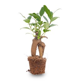  A small, potted bonsai tree with green leaves and a gnarled, woody trunk. The bonsai is planted in a natural-looking, woven basket container.