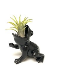 Black ceramic frog figurine holding an air plant, with a yellow measuring tape for scale.