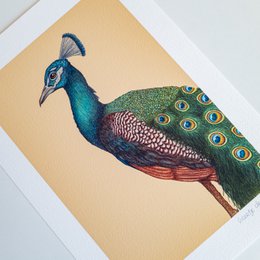 Impresión de bellas artes UN PAVO REAL ORGULLOSO