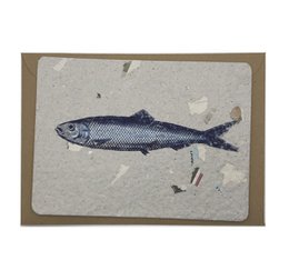 A set of 3 framed illustrations depicting various fish species, including a herring, on a textured background.