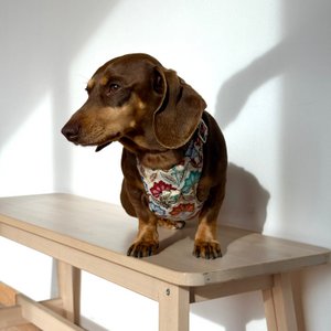 Hundegeschirr und Leine-Set FLORA