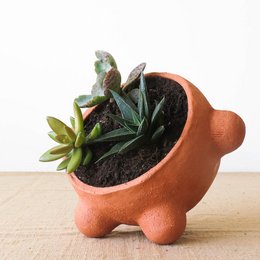 Terracotta planter in the shape of a turtle, containing various succulents and plants. The planter has an earthy, natural color and a whimsical, decorative design.
