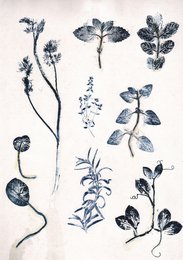 Botanical wall art featuring various pressed plant specimens in shades of blue. Includes leaves, stems, and floral elements that could be used to decorate a nature-inspired space.