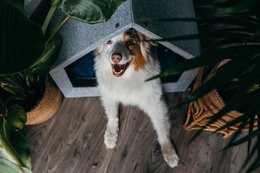 Pethome Perfekt hus til en hund og en kat - lysegrå/genanvendt