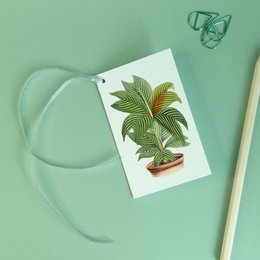 Geschenkanhänger Mix x8 Pack - Botanical Vintage