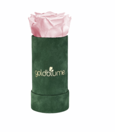Colección Terciopelo Verde