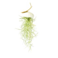 Luchtplantje hanger – zee-egel met tillandsia – wit – large