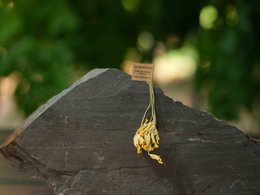 FLEUR DE COUCOU 16 TIGES