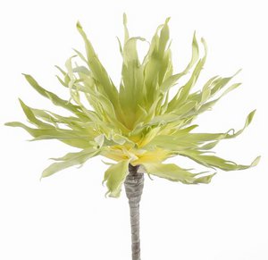 SPECIALS 3_9 L.GREEN (12/48)