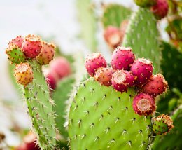 ALL YOU NEED! Anti wrinkle Face Cream 100% organic, prickly pear seed oil