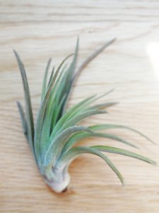 Tillandsia Abdita