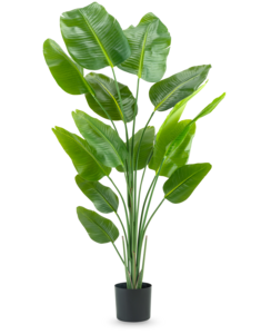 KUNSTPLANT Strelitzia 180 cm Real Touch