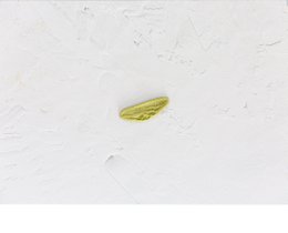 Spinach Foglie Ulivo Pasta in Bulk-EcoFriendly Packaging-8kg