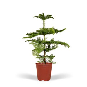 Araucaria - Kammerkiefer - Ø21cm - ↕70cm