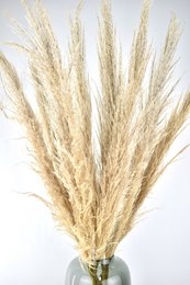 Dried pampas grass plumes in natural color, 100 cm and 75 cm lengths available. Tall, fluffy, and beige in color, these pampas grass stems make a beautiful natural decor piece.