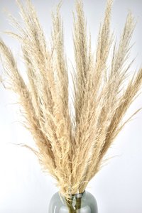 Pampas pluimen - Cortaderia - naturel