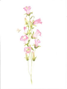 Double card with env. Campanula