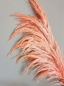 Geconserveerd Pampasgras, Koraal, 80cm, 1 stengel