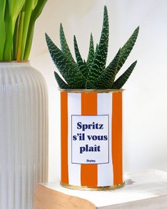 Spritz s'il vous plaît - pot à rayures - Plante grasse