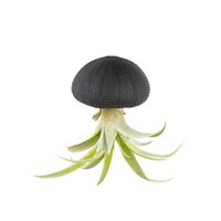 Luchtplantje hanger – zee-egel met tillandsia capitata – zwart