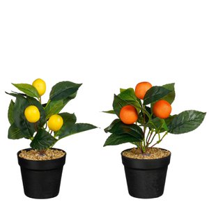 Zitronenbaum Orangenbaum im Topf orange gelb 2-fach sortiert