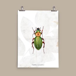 Poster - Grondkever