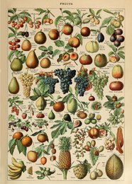Vintage fruit poster featuring a variety of colorful fruits and vegetables, including apples, pears, grapes, and more. The poster has a botanical illustration style with detailed drawings of the produce.