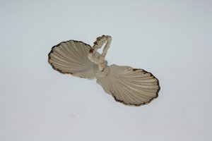 Peper en zout bakje creme