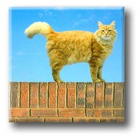 Koelkastmagneet, Kat aan de muur
