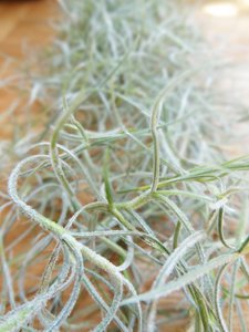 Tillandsia Usneoidus (Spanisches Moos)