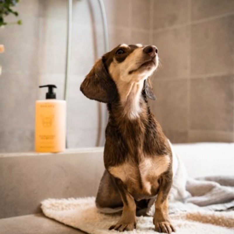 Champú hidratante para perros