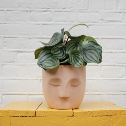 Coral-colored ceramic planter with lush green foliage.