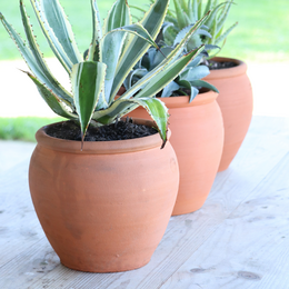 Terracotta planters with various succulent plants, including tall, round shapes and different varieties.