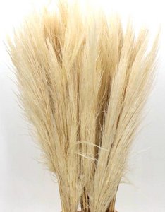 Cortaderia Pampasgras getrocknet, ca. 115cm, weiß gebleicht