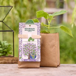  Grow your own miniature tree with this Climate Tree seed kit. The kit includes a biodegradable pot, soil, and seeds to grow a small tree that can be planted outdoors.