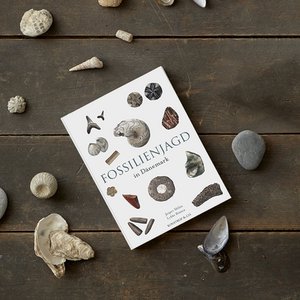 Fossilienjagd in Dänemark - DEUTSCHES BUCH