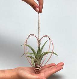 Metal heart-shaped planter with pink air plant. Decorative, hanging air plant display.