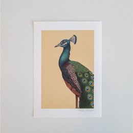 Impresión de bellas artes UN PAVO REAL ORGULLOSO