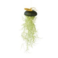 Luchtplantje hanger – zee-egel met tillandsia – zwart – large
